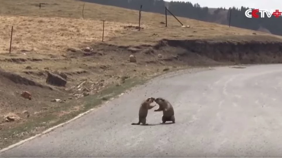 Δύο αρσενικές μαρμότες μάχονται στη μέση του δρόμου για μία θηλυκή (Βίντεο)